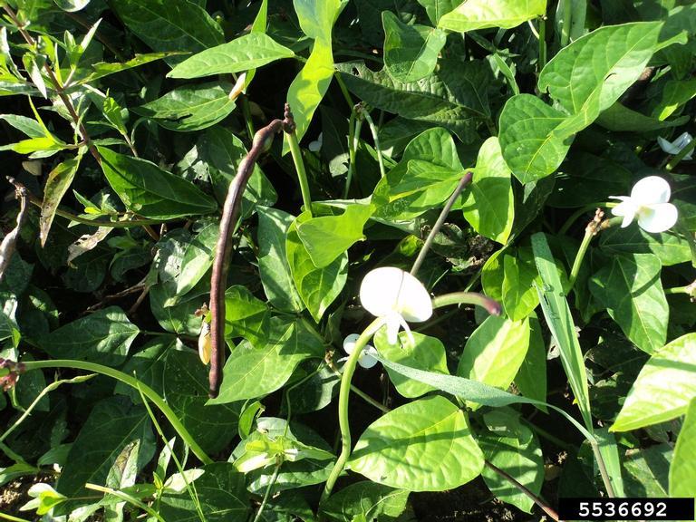 Les applications alcooliques de la VIGNA UNGUICULATA : un trésor de la nature