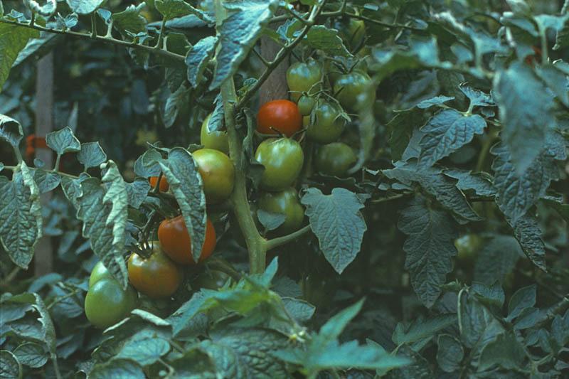 Les applications alcooliques de LYCOSERPICON ESCULENTUM : un trésor de bienfaits naturels