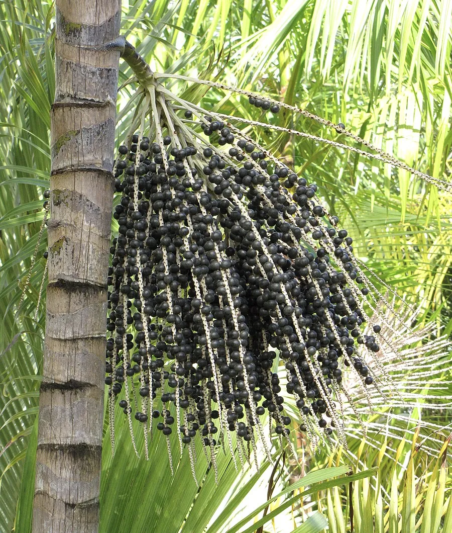 Les applications alcooliques de l'Euterpe Oleracea : un trésor de la nature