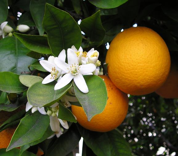 Les applications alcooliques de la plante médicinale Citrus Sinensis