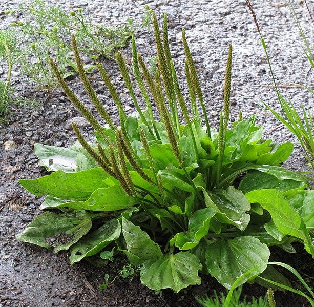 Les applications alcooliques de la plante médicinale Plantago Major