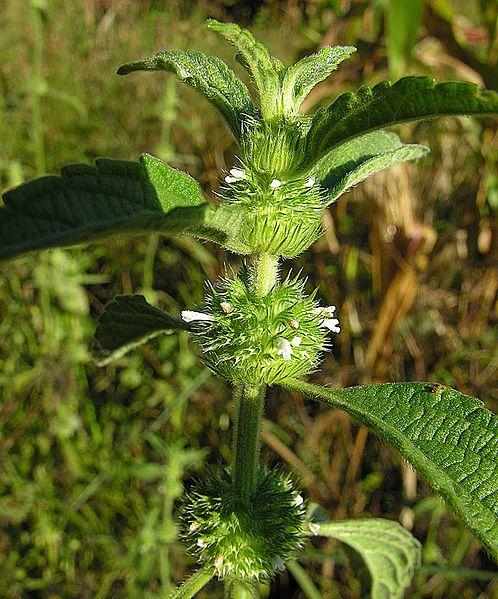 Les Propriétés Curatives de Leucas Martinicensis : Un Trésor de la Nature