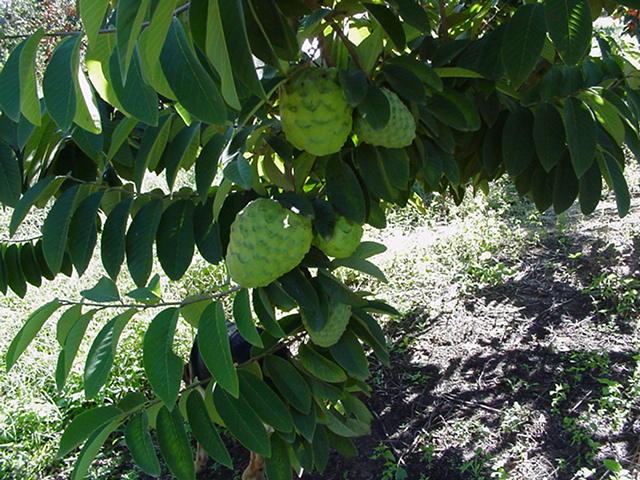 Les applications alcooliques de l'ANNONA CHERIMOLA : Un trésor de bienfaits naturels