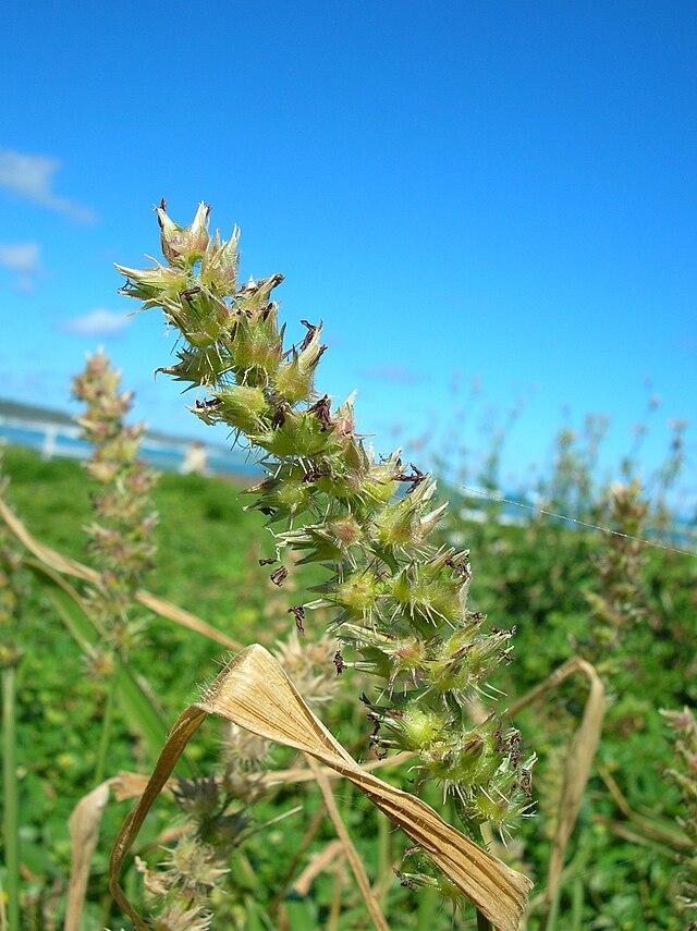 Les applications alcooliques de la plante CENCHRUS ECHINATUS : un remède naturel prometteur
