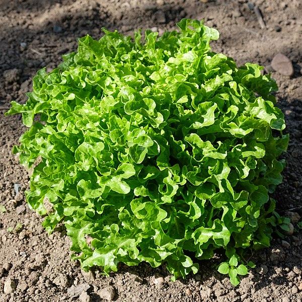 Les applications alcooliques de la Lactuca Sativa : un trésor de bienfaits naturels