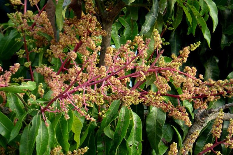 Les applications alcooliques de la plante médicinale Mangifera indica