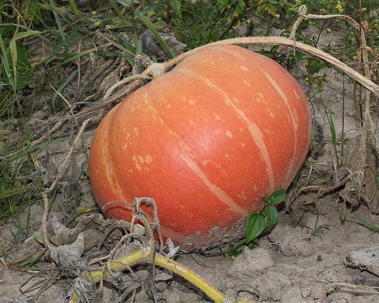 Les Propriétés Curatives de la CUCURBITA MAXIMA : Un Trésor de la Nature
