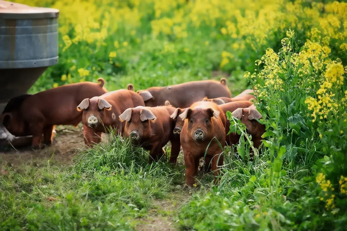 Pasture-raised hogs foraging among grass and yellow flowers at The Robinson Ranch near Waynesville, Ohio.