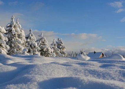 Pine trees and ahouse in a bed of snow during Winter