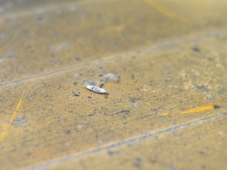 mold found on the floor