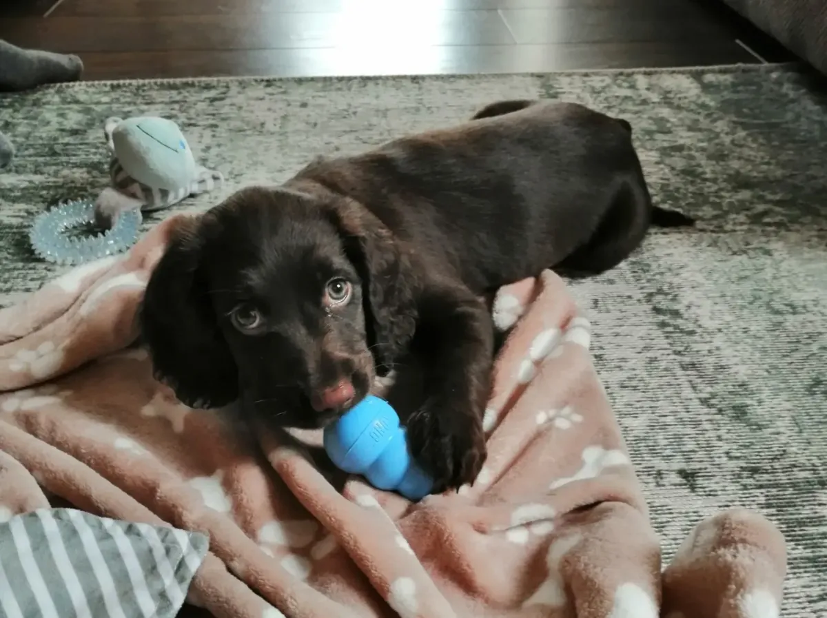 Dog chewing Kong
