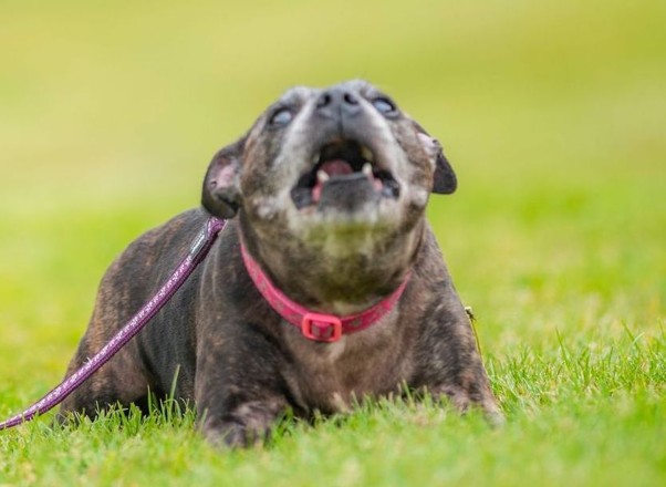 Dog Barking