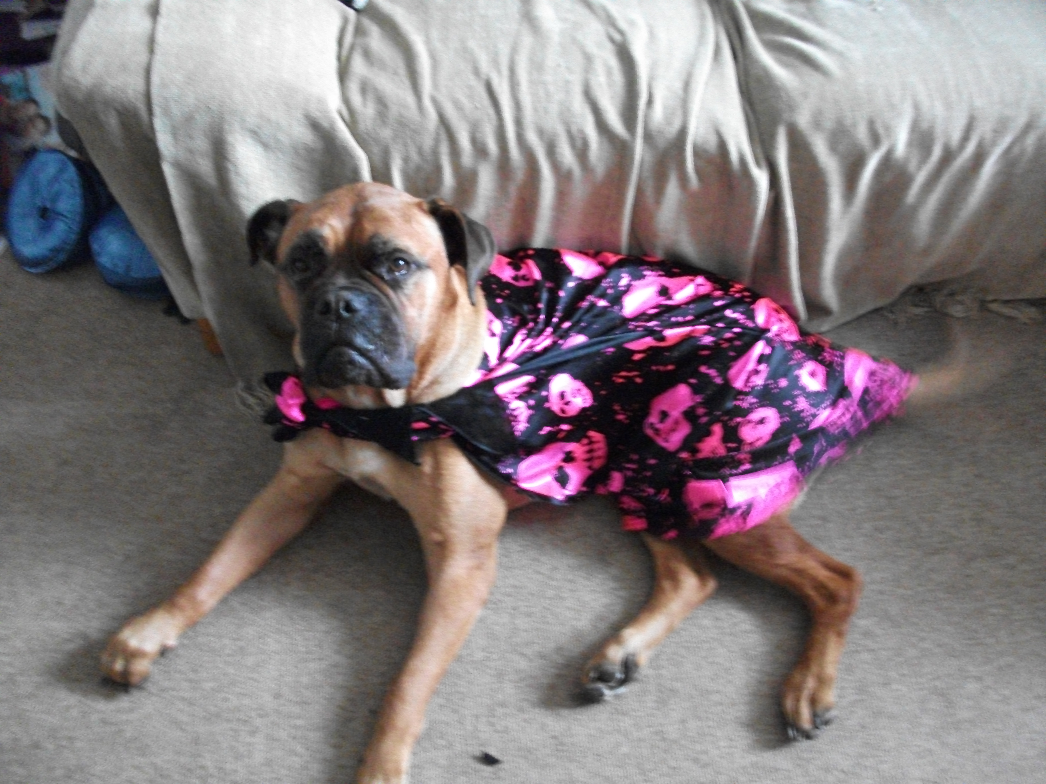 Dog in Halloween Costume