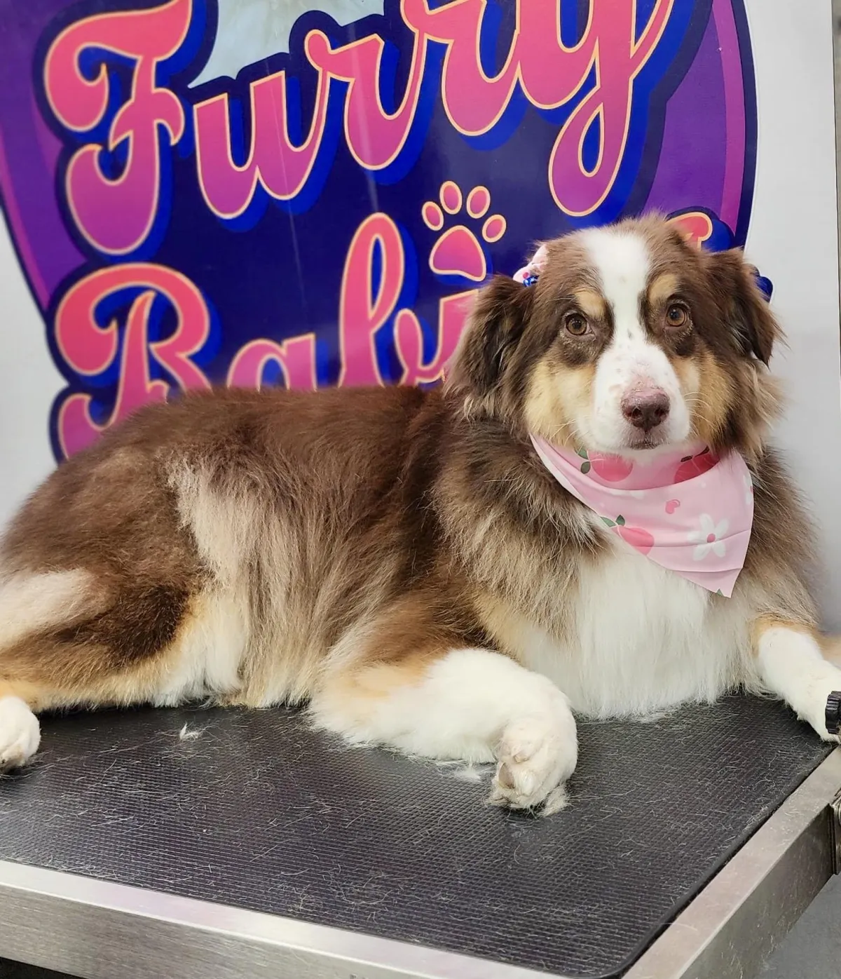 Dog getting a refreshing bath in mobile grooming van