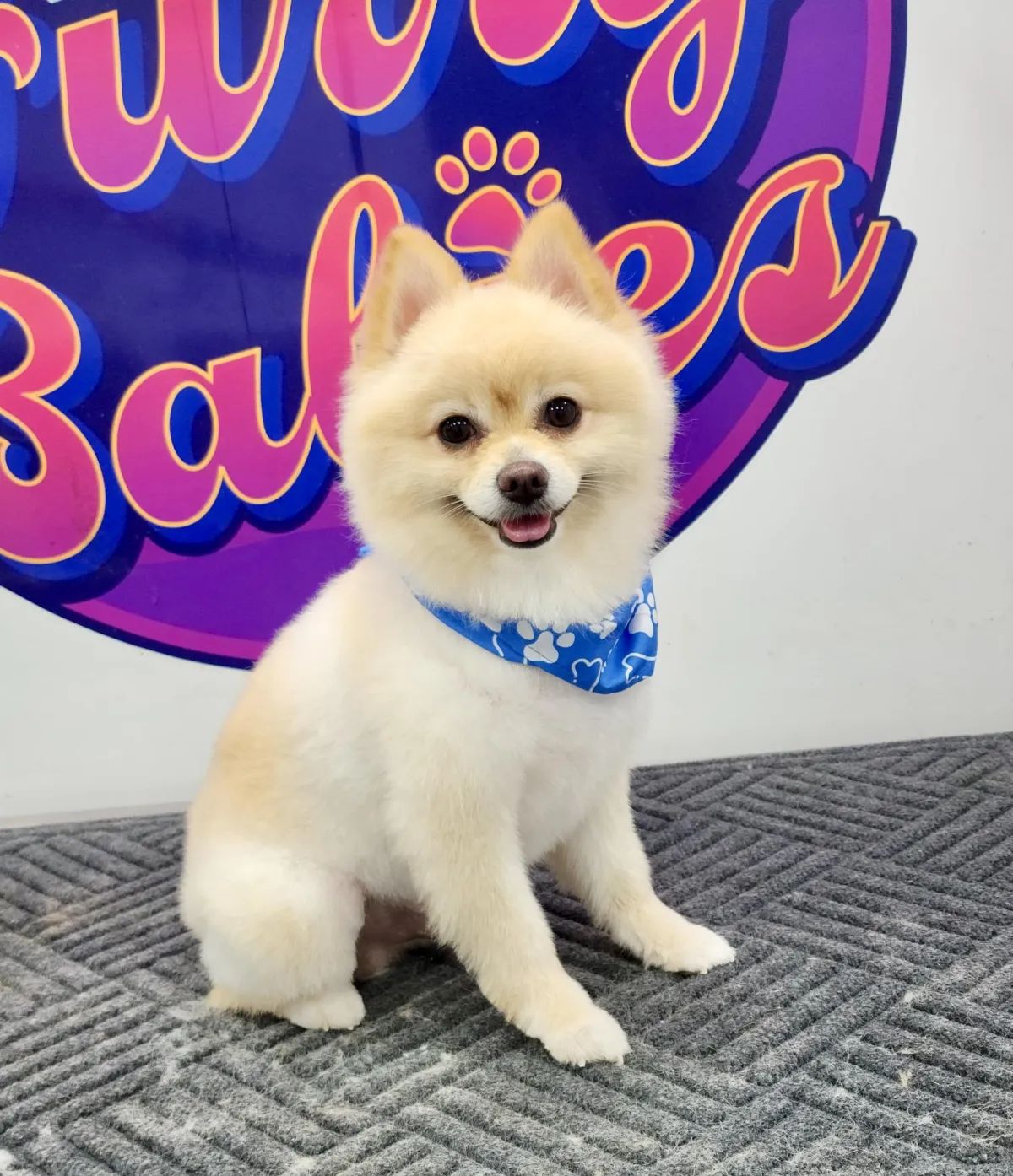 Dog receiving a stylish haircut from groomer