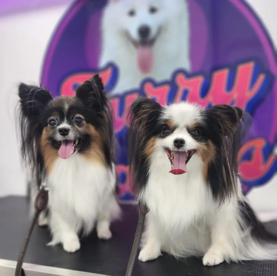 A warm moment between a groomer and a pet