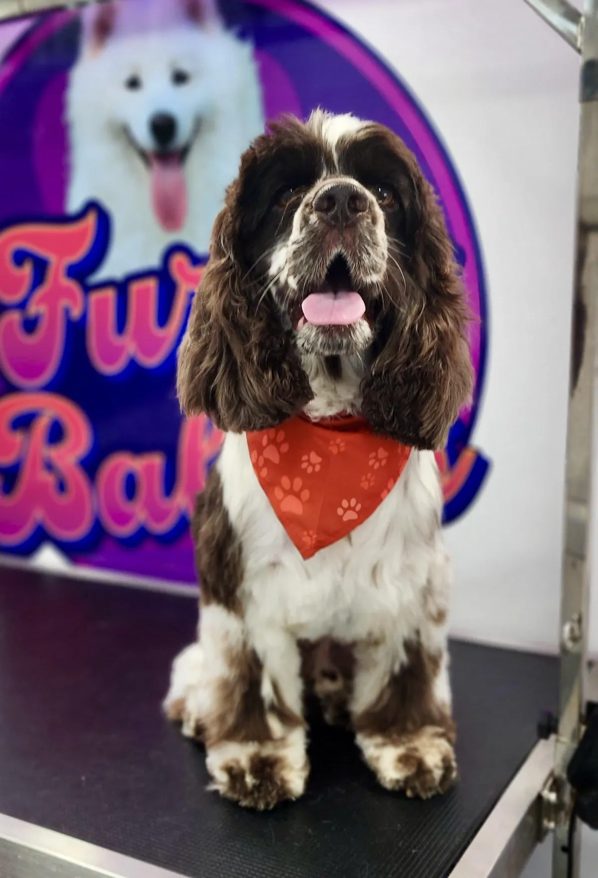 Anxious dog waiting in a traditional salon environment