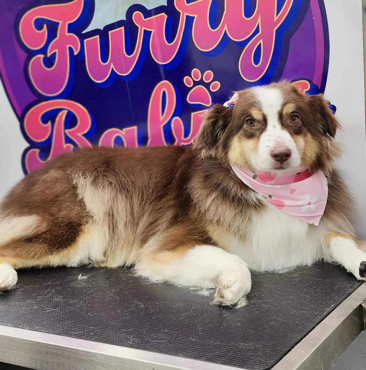 Complete Grooming Session for dogs