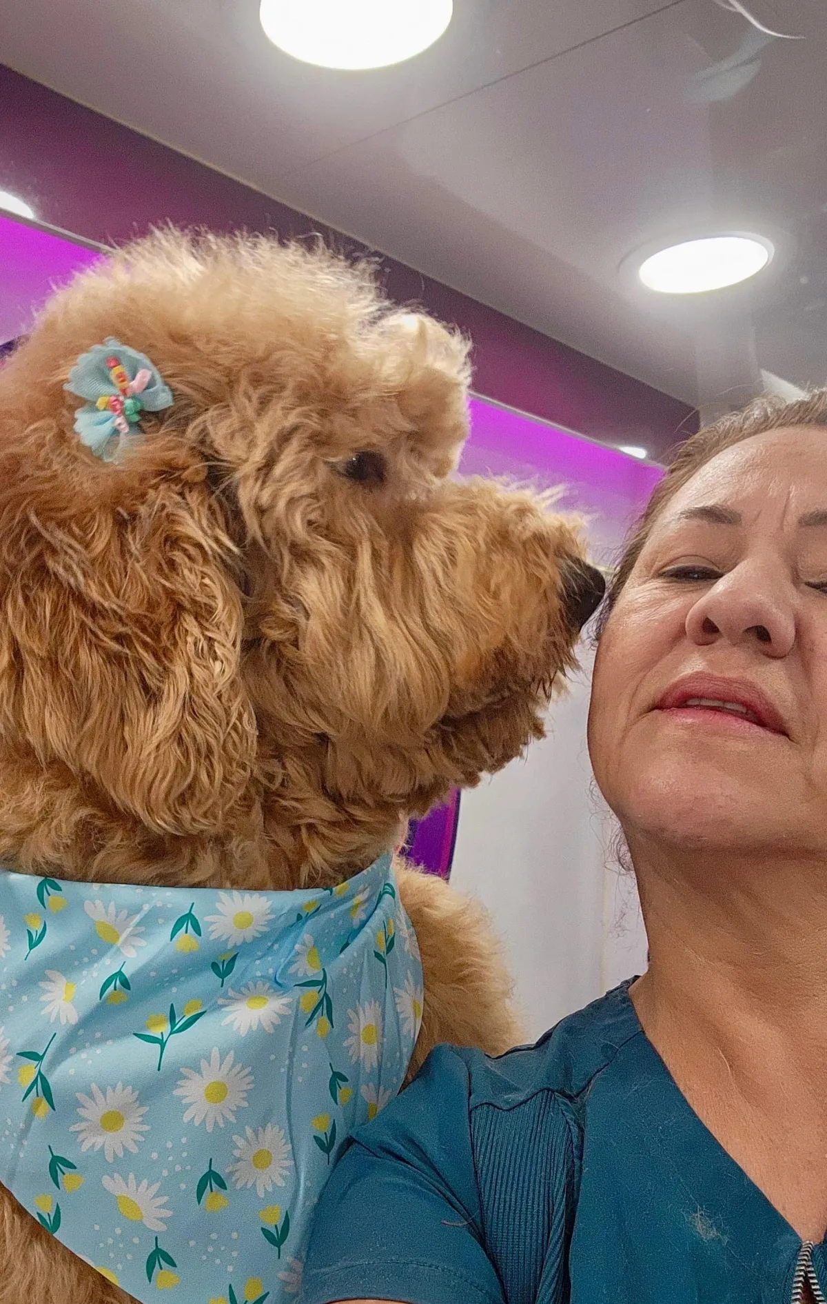 Professional groomer gently holding a small dog
