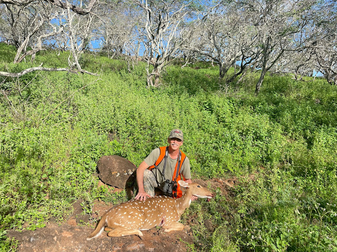How Many Deer Can You Hunt a Year in Hawaii?