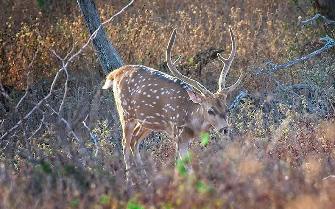When Is the Best Time to Hunt Deer in Hawaii?
