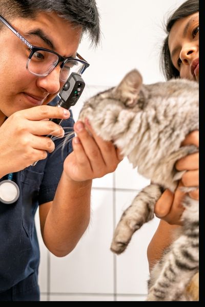 Dr. Bosiack examining a dog