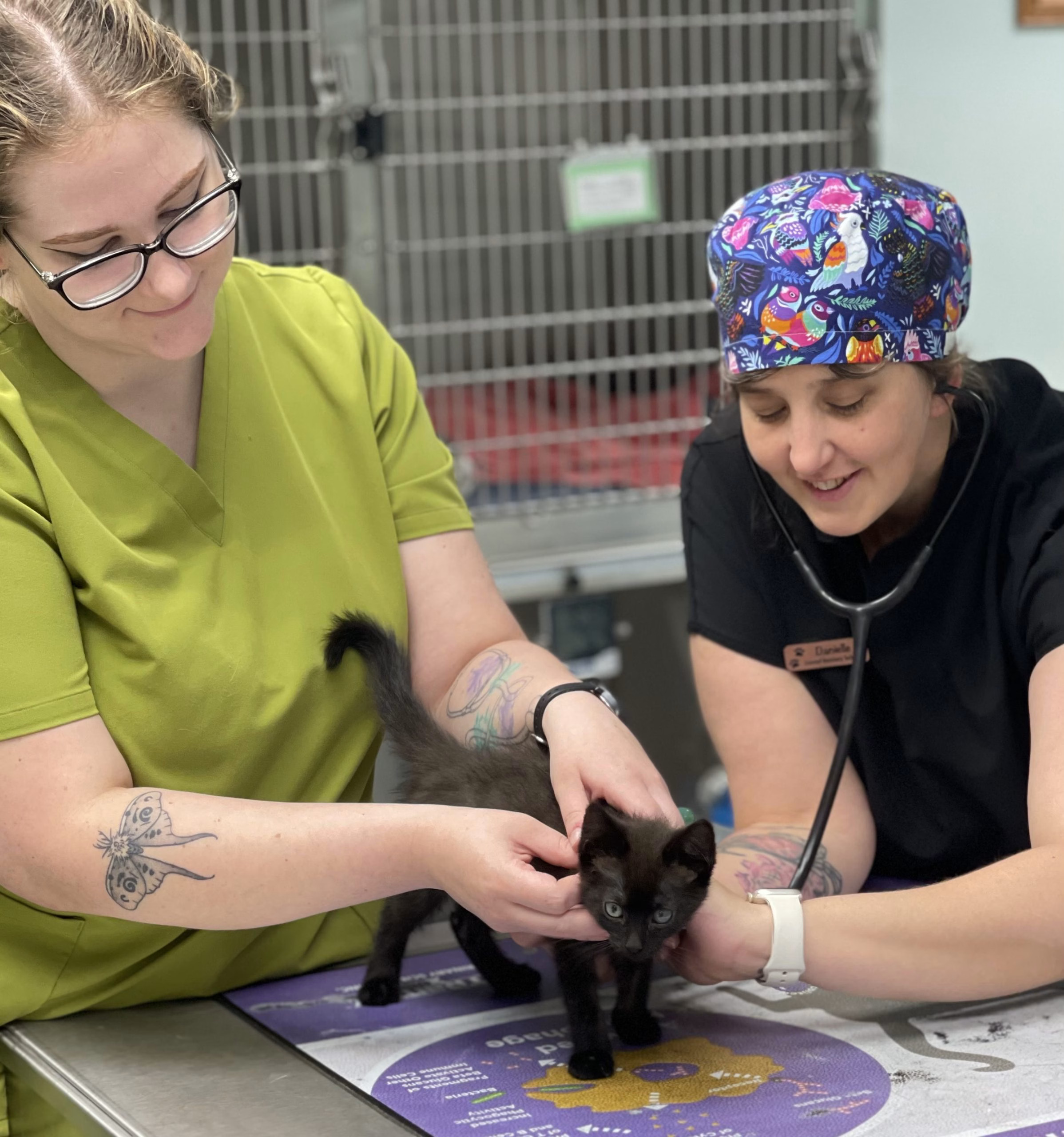 Copake Veterinary Hospital facility grounds and dedicated veterinary team