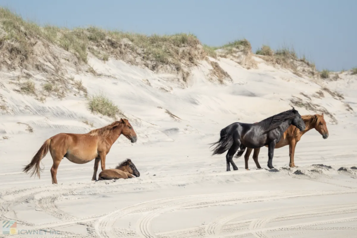 Corolla Wild Horses: Your Guide to the Best Wild Horse Tours on the Outer Banks