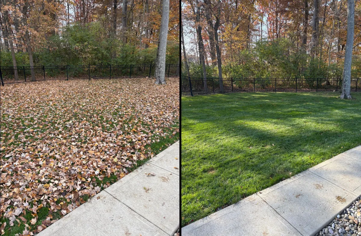 Overgrown yard before lawn service