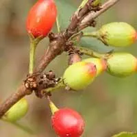 catuaba