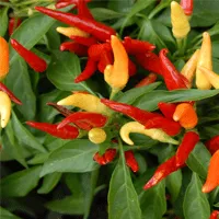 cayenne fruit