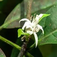 muira puama