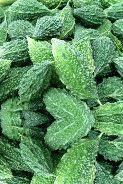 momordica charantia