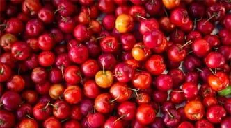acerola 