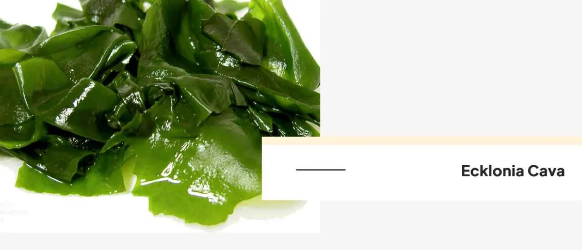 ingredients - 3