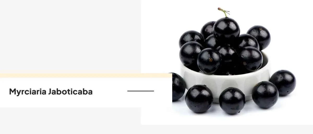 ingredients - 4