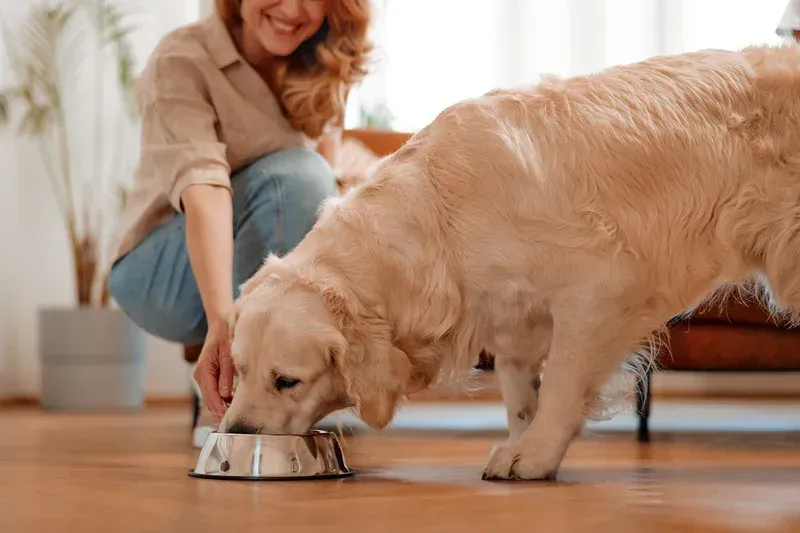 happy dog lifestyle - 1