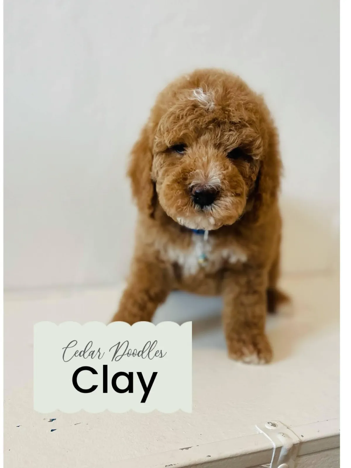 goldendoodle, mini goldendoodle, teddybear goldendoodle, poodle mix