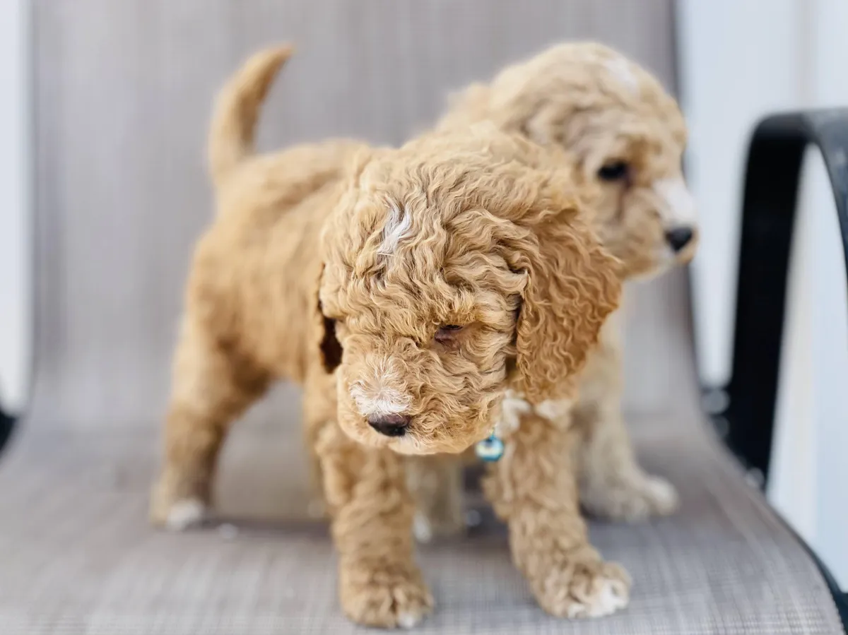 goldendoodle, mini goldendoodle, red goldendoodle, 