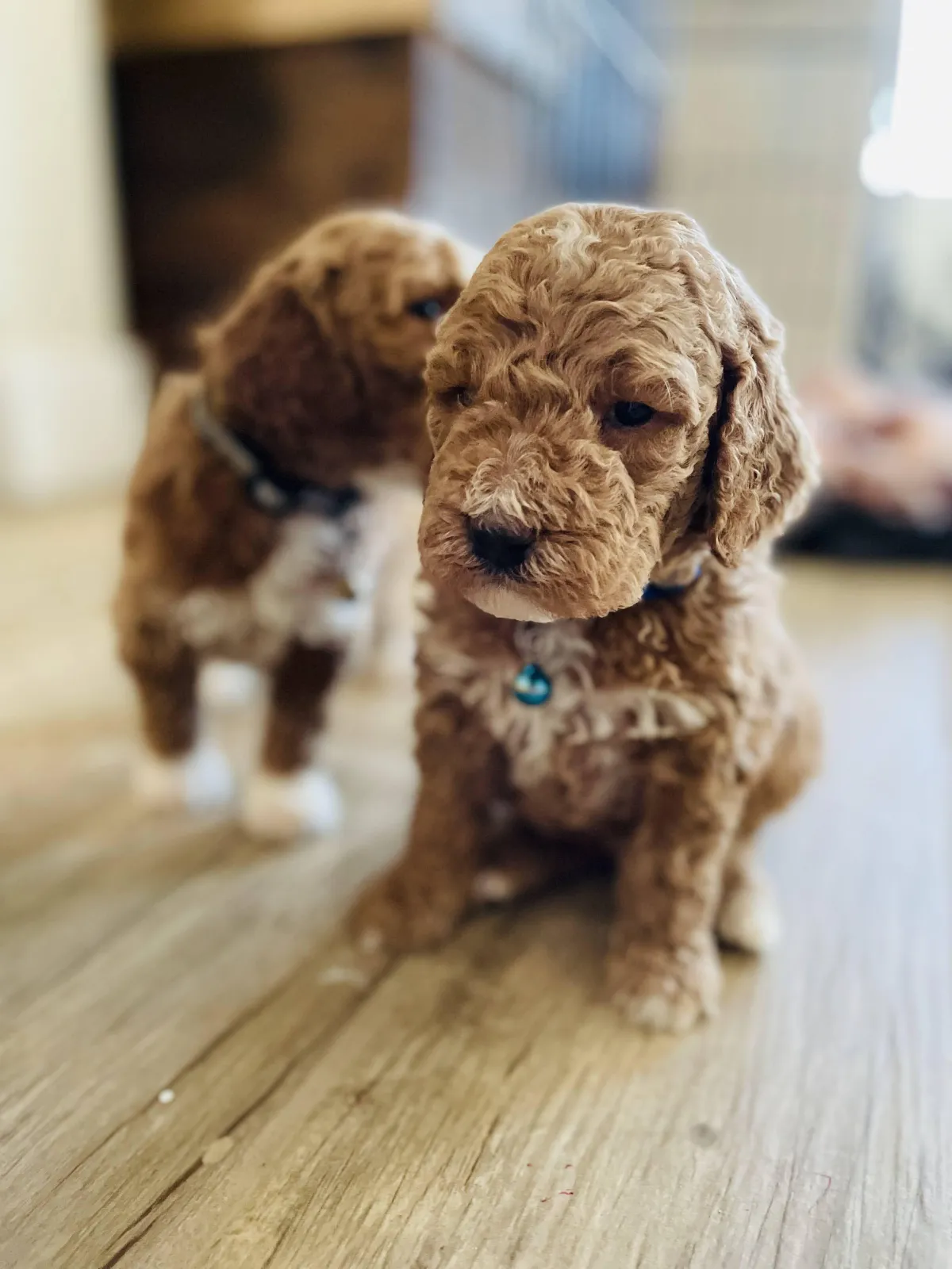 goldendoodle, mini goldendoodle, red goldendoodle, 