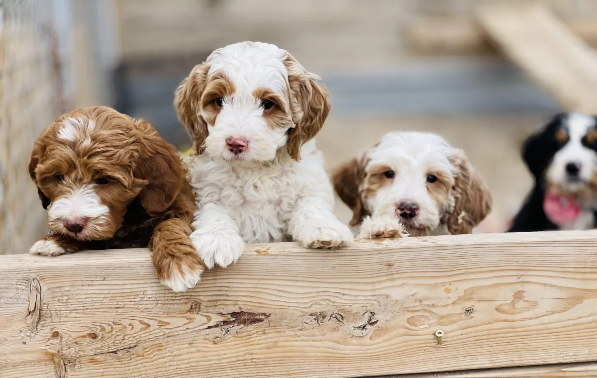 goldendoodle, mini goldendoodle, teddybear goldendoodle, poodle mix
