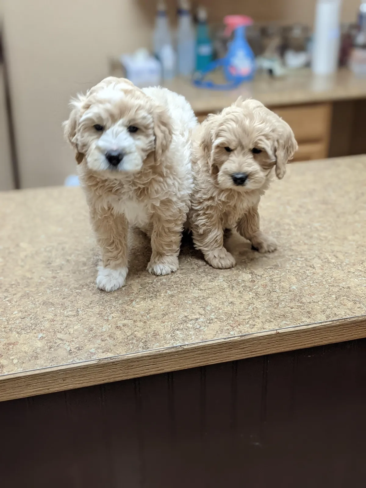 goldendoodle, mini goldendoodle, red goldendoodle, 