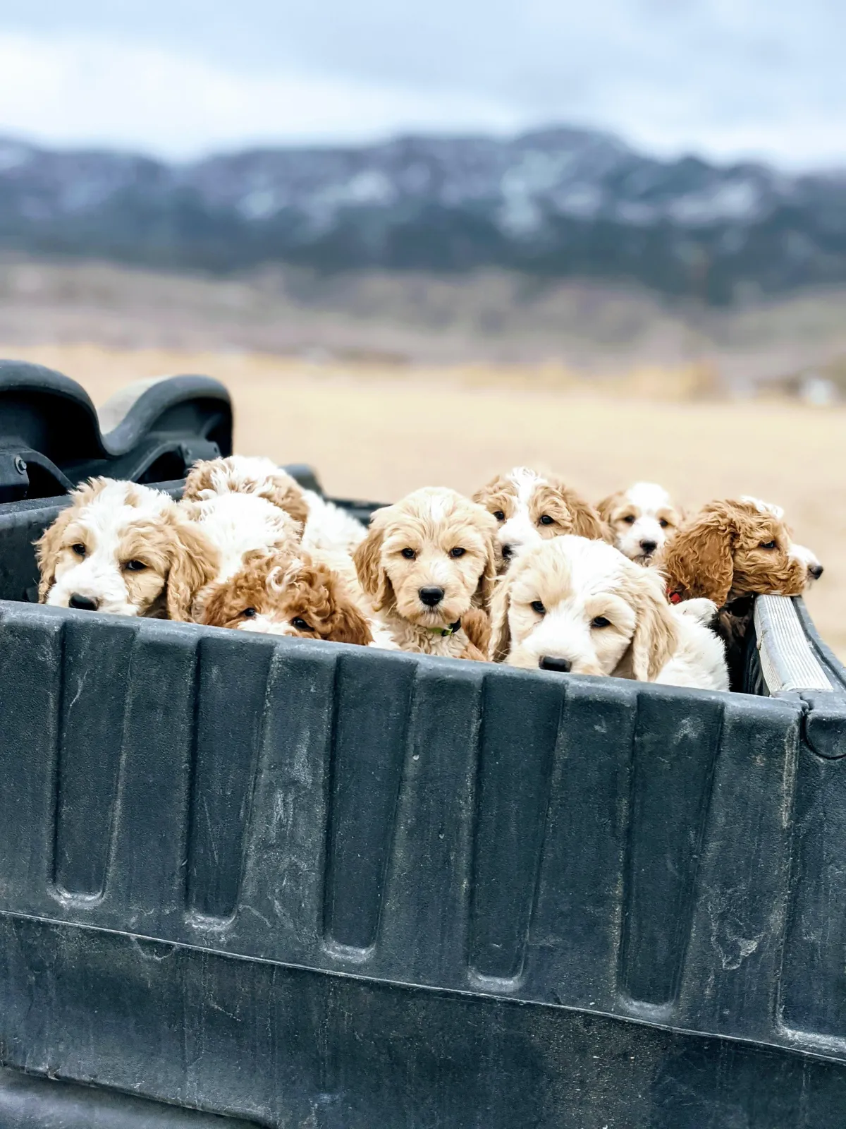 goldendoodle, mini goldendoodle, teddybear goldendoodle, poodle mixgoldendoodle