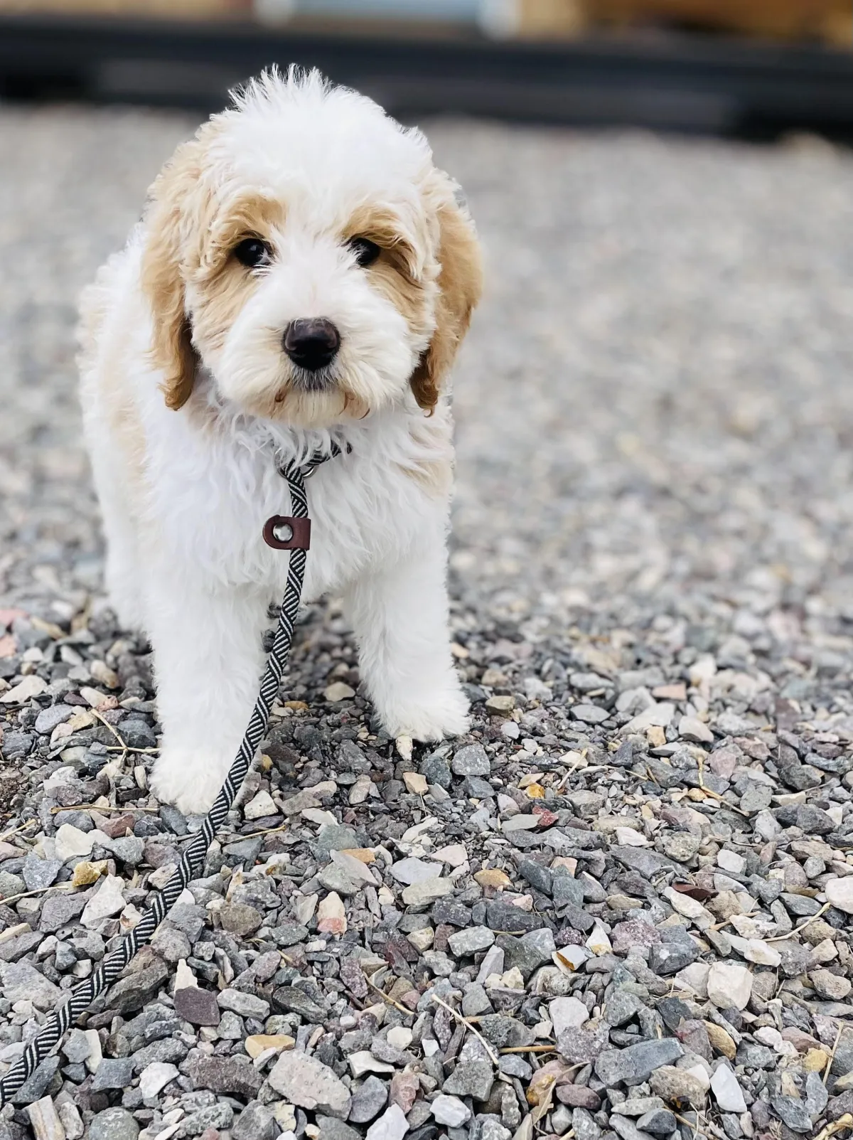 goldendoodle, mini goldendoodle, teddybear goldendoodle, poodle mix