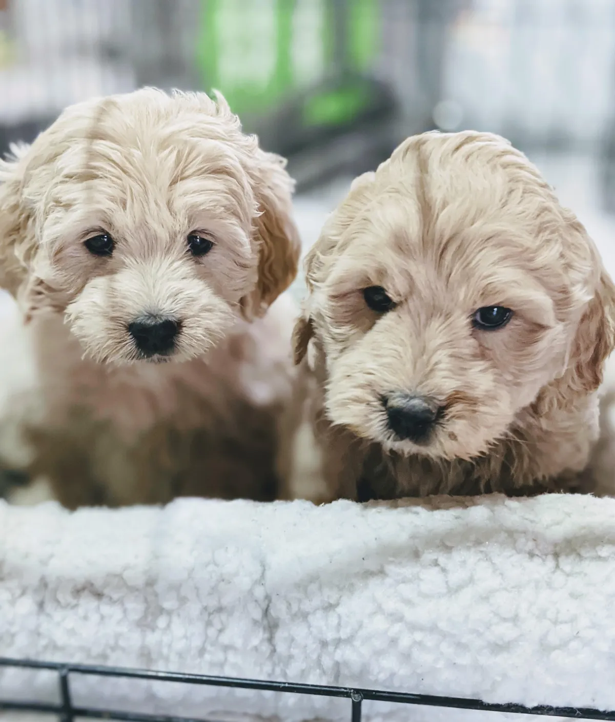 goldendoodle, mini goldendoodle, teddybear goldendoodle, poodle mix