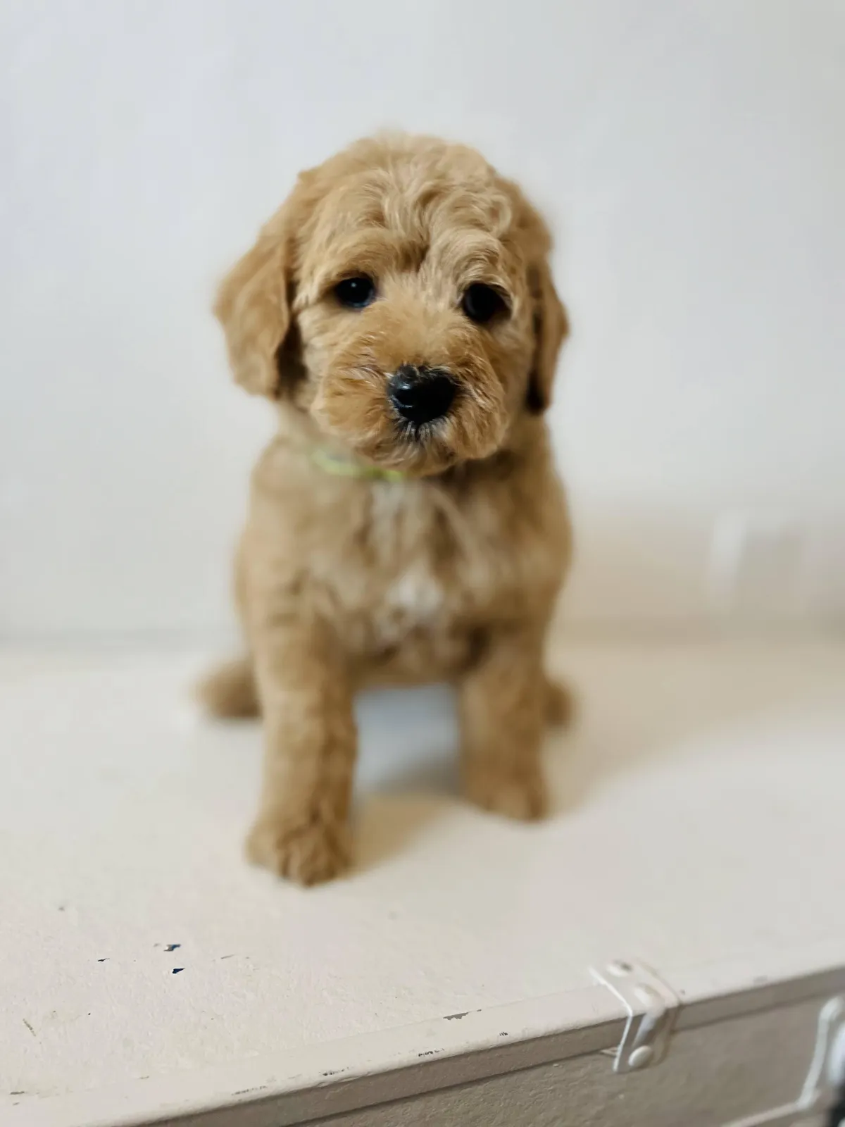 goldendoodle, mini goldendoodle, teddybear goldendoodle, poodle mix