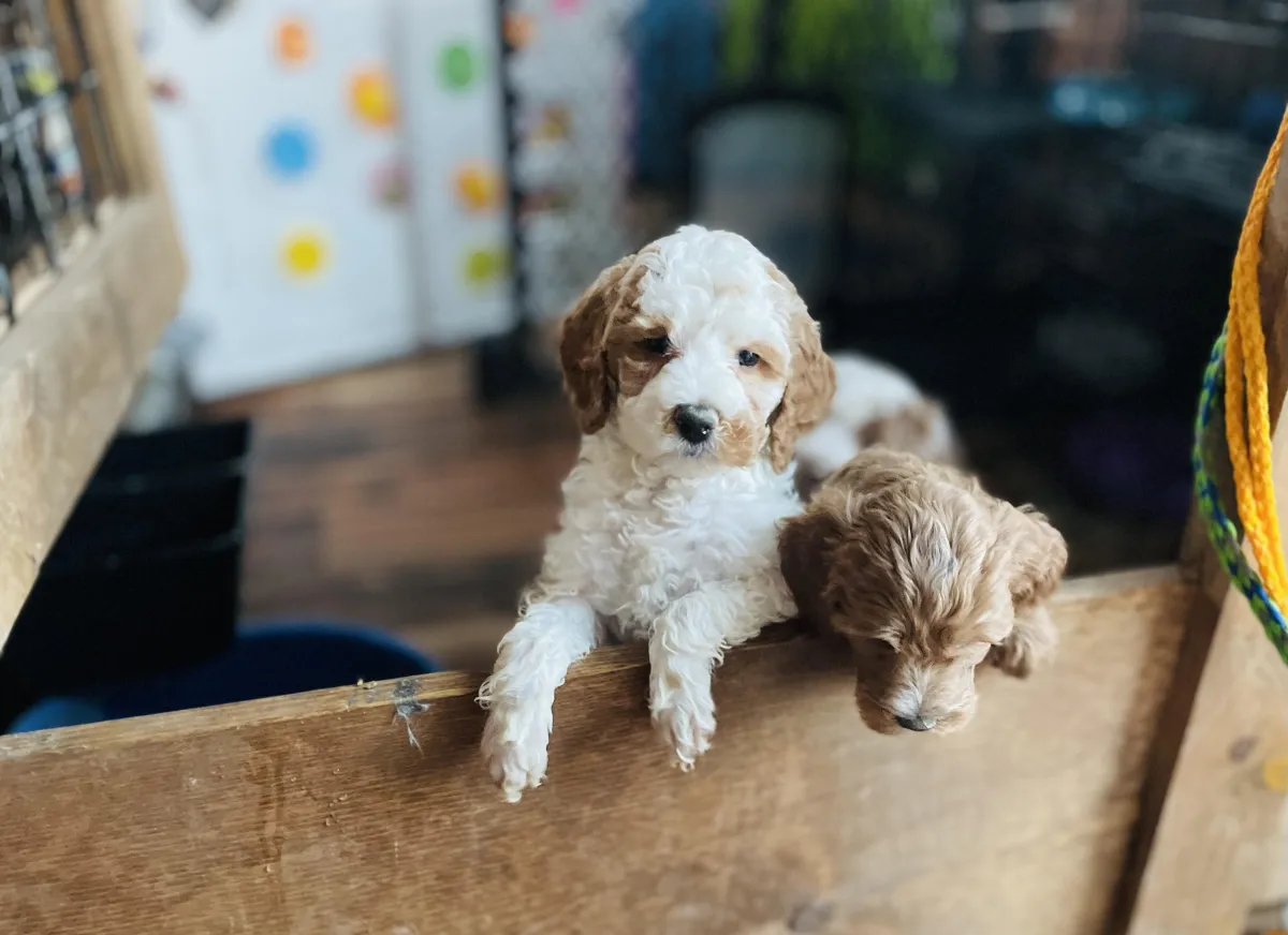 goldendoodle, mini goldendoodle, teddybear goldendoodle, poodle mix