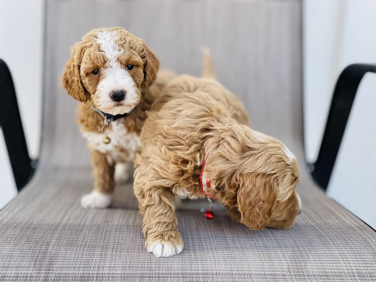 goldendoodle, mini goldendoodle, teddybear goldendoodle, poodle mix