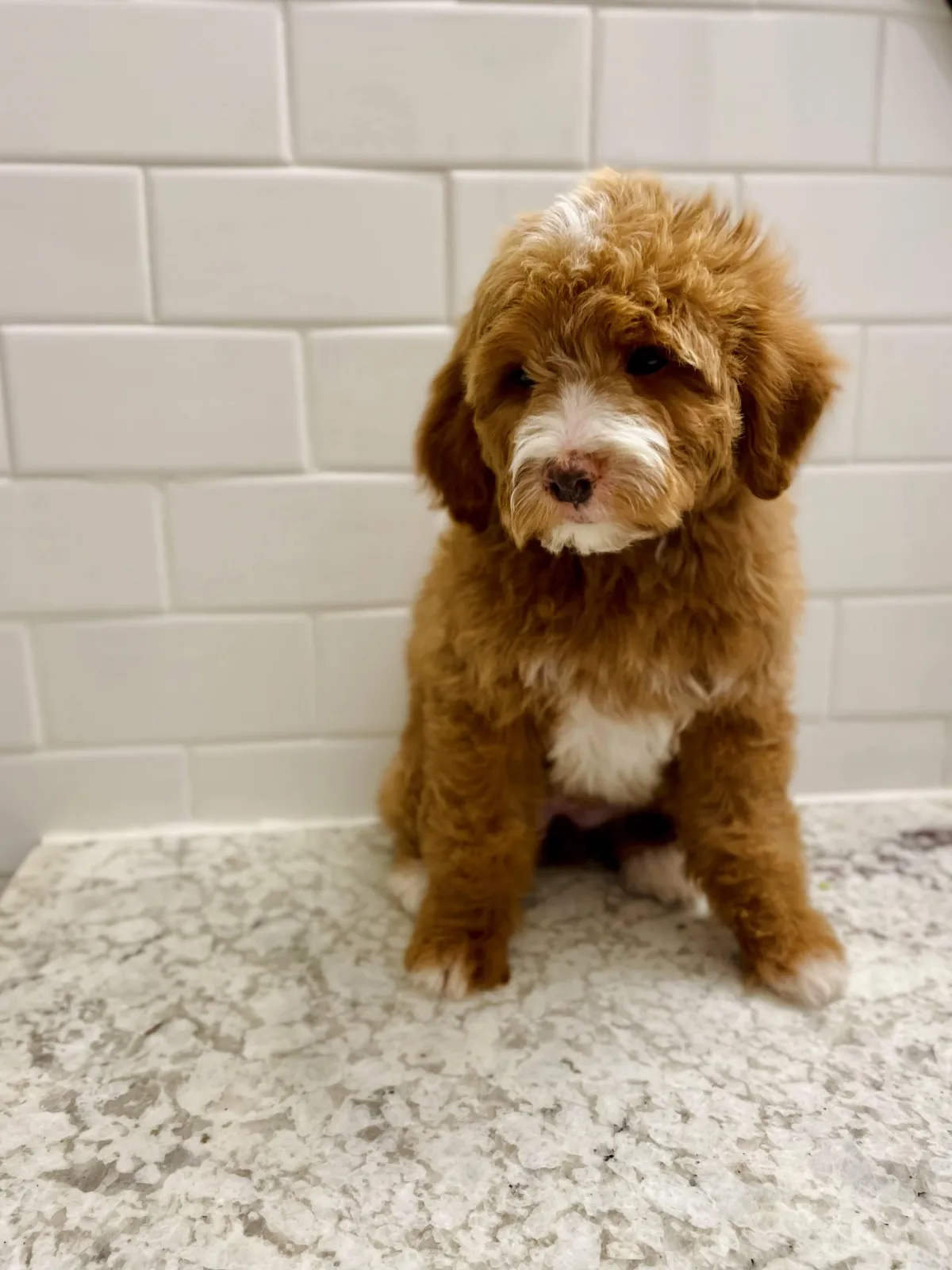 goldendoodle, mini goldendoodle, teddybear goldendoodle, poodle mixgoldendoodle