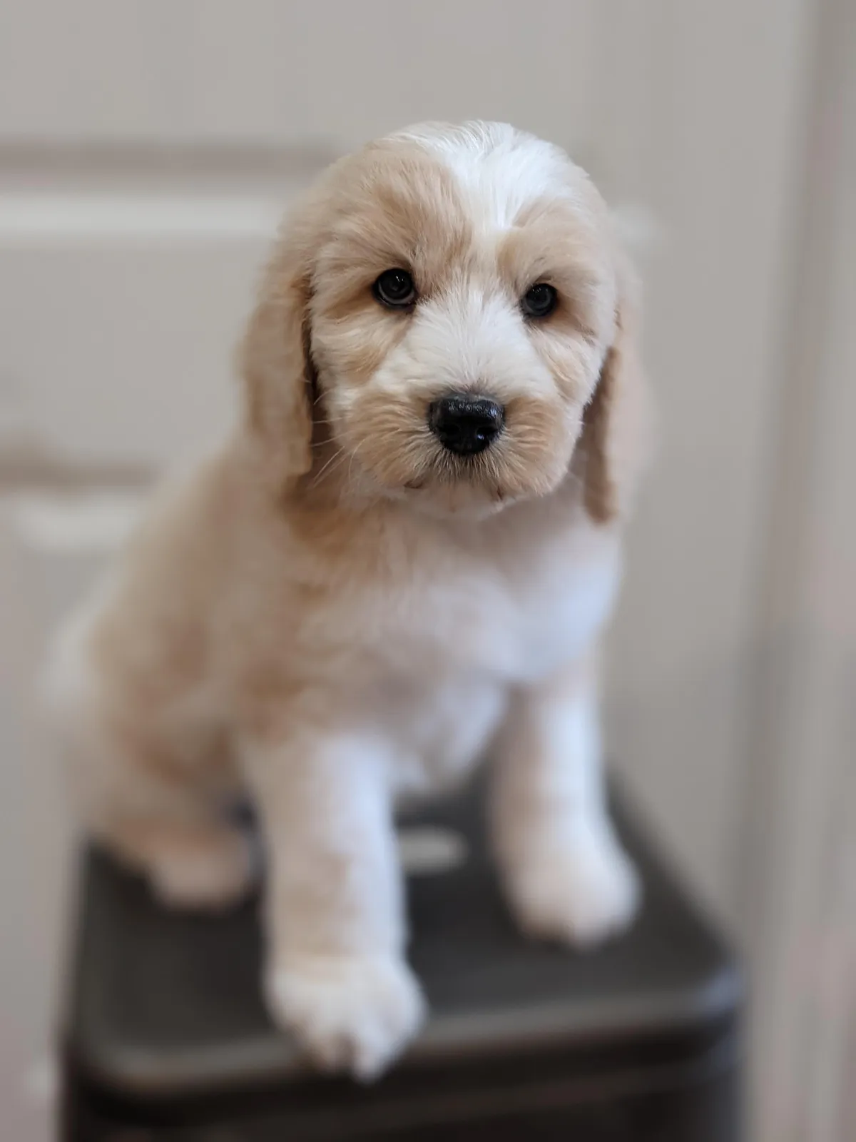 goldendoodle, mini goldendoodle, teddybear goldendoodle, poodle mix